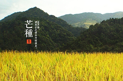 芒種，忙忙栽